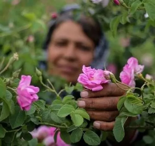 مهارت گلابگیری قمصر